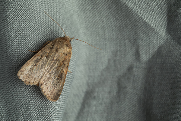 Salon Showcase: 'Caterpillars' by Zoe Campbell