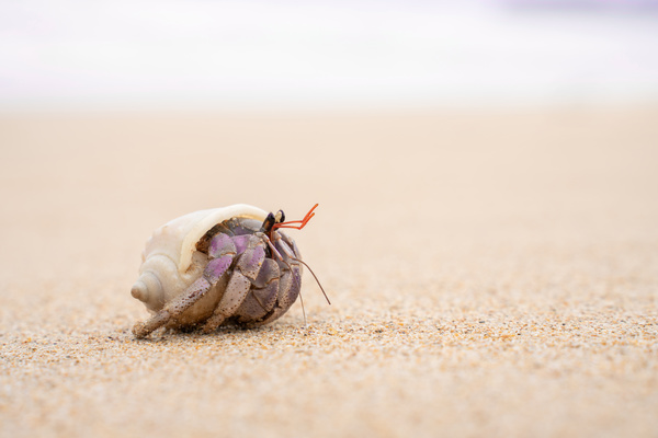 Salon Showcase: 'Crab-like' by Jayne Stead
