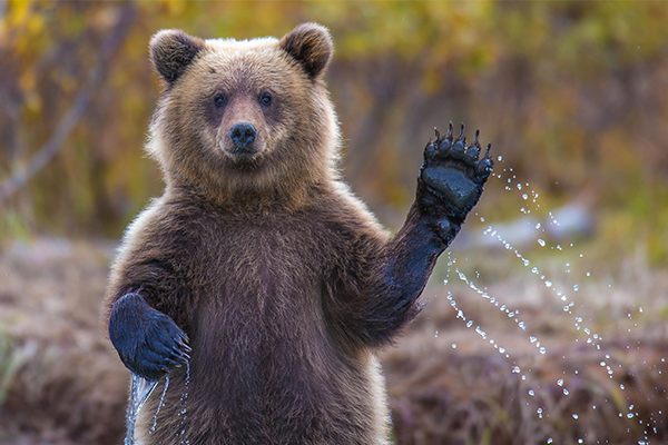 bear-website
